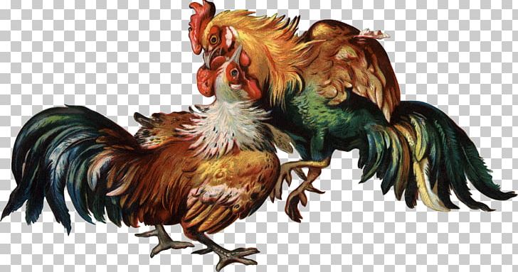 Cockfight Rooster PNG, Clipart, Animal Figure, Animals, Beak, Bird, Chicken Free PNG Download