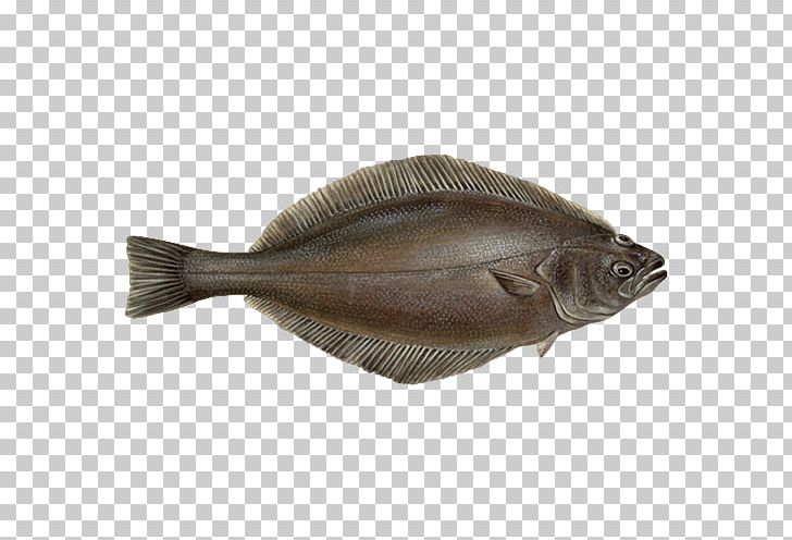 Sole Turbot Greenland Halibut Flatfish PNG, Clipart, Animals, Animal Source Foods, Best Choice, Bonito, Bony Fish Free PNG Download