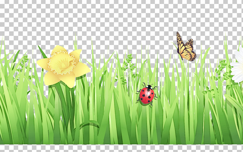 Ladybug PNG, Clipart, Flower, Grass, Grass Family, Green, Ladybug Free PNG Download