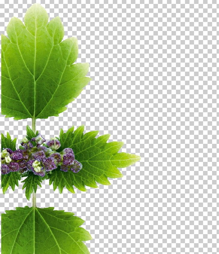 Common Nettle KLORANE Dry Shampoo With Nettle KLORANE Dry Shampoo With Nettle Scalp PNG, Clipart, Capelli, Common Nettle, Hair, Herb, Klorane Free PNG Download