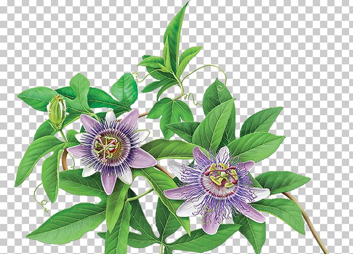 Green Tea Organic Food Flowering Tea Purple Passionflower PNG, Clipart, Black Tea, Camellia Sinensis, Cut Flowers, Flower, Flowering Plant Free PNG Download