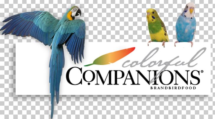 Lovebird Millet Parakeet Macaw PNG, Clipart, Advertising, Animals, Beak, Bird, Bird Supply Free PNG Download