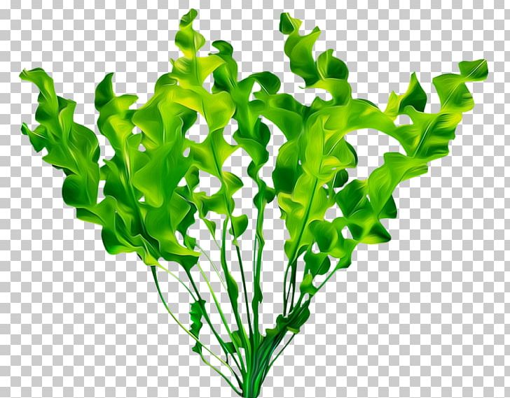 Aquatic Plants Leaf PNG, Clipart, Aquarium Decor, Aquatic Plants, Chard, Dribbble, Food Drinks Free PNG Download
