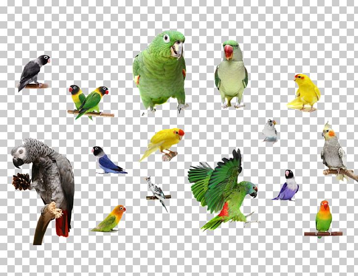Bird Parrots Macaw PNG, Clipart, Animal, Animals, Beak, Bird, Bird Cage Free PNG Download