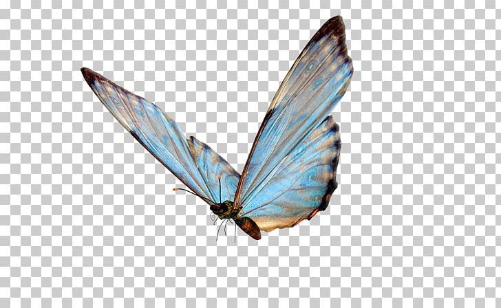 Butterfly Insect PNG, Clipart, Arthropod, Brush Footed Butterfly, Butterflies And Moths, Butterfly, Catalyst Free PNG Download