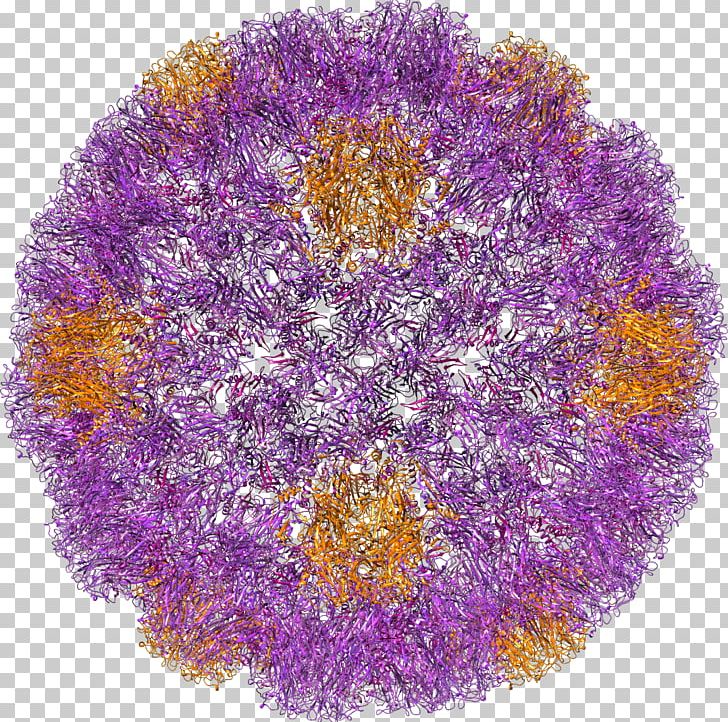 Zika Virus SV40 Rhinovirus Zika Fever PNG, Clipart, Chemist, Flower, Others, Pdb, Purple Free PNG Download