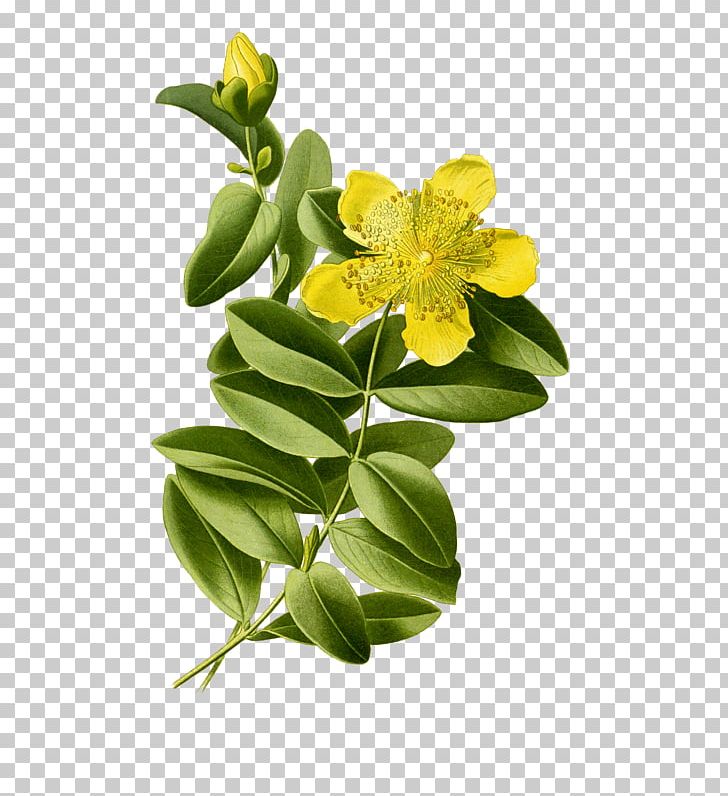 Aaron's Beard Perforate St John's-wort Botanical Illustration Hypericum Hirsutum Botany PNG, Clipart,  Free PNG Download