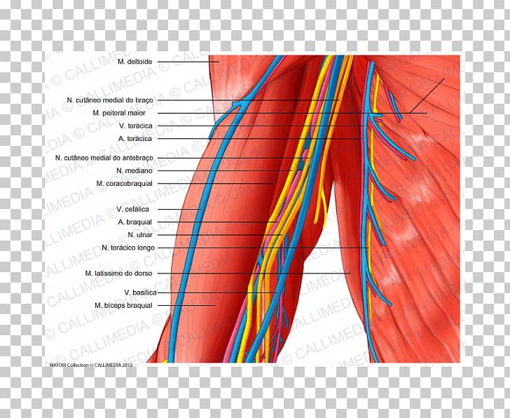 Arm Blood Vessel Nerve Human Body Muscle PNG, Clipart, Anatomy, Angle, Arm, Blood, Blood Vessel Free PNG Download