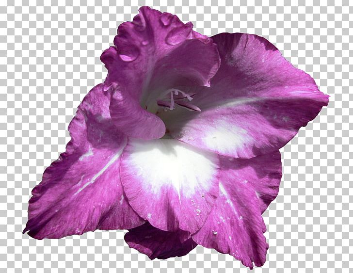 Gladiolus Cut Flowers Iris Family Irises PNG, Clipart, Bulb, Cut Flowers, Floral Design, Flower, Flower Bouquet Free PNG Download