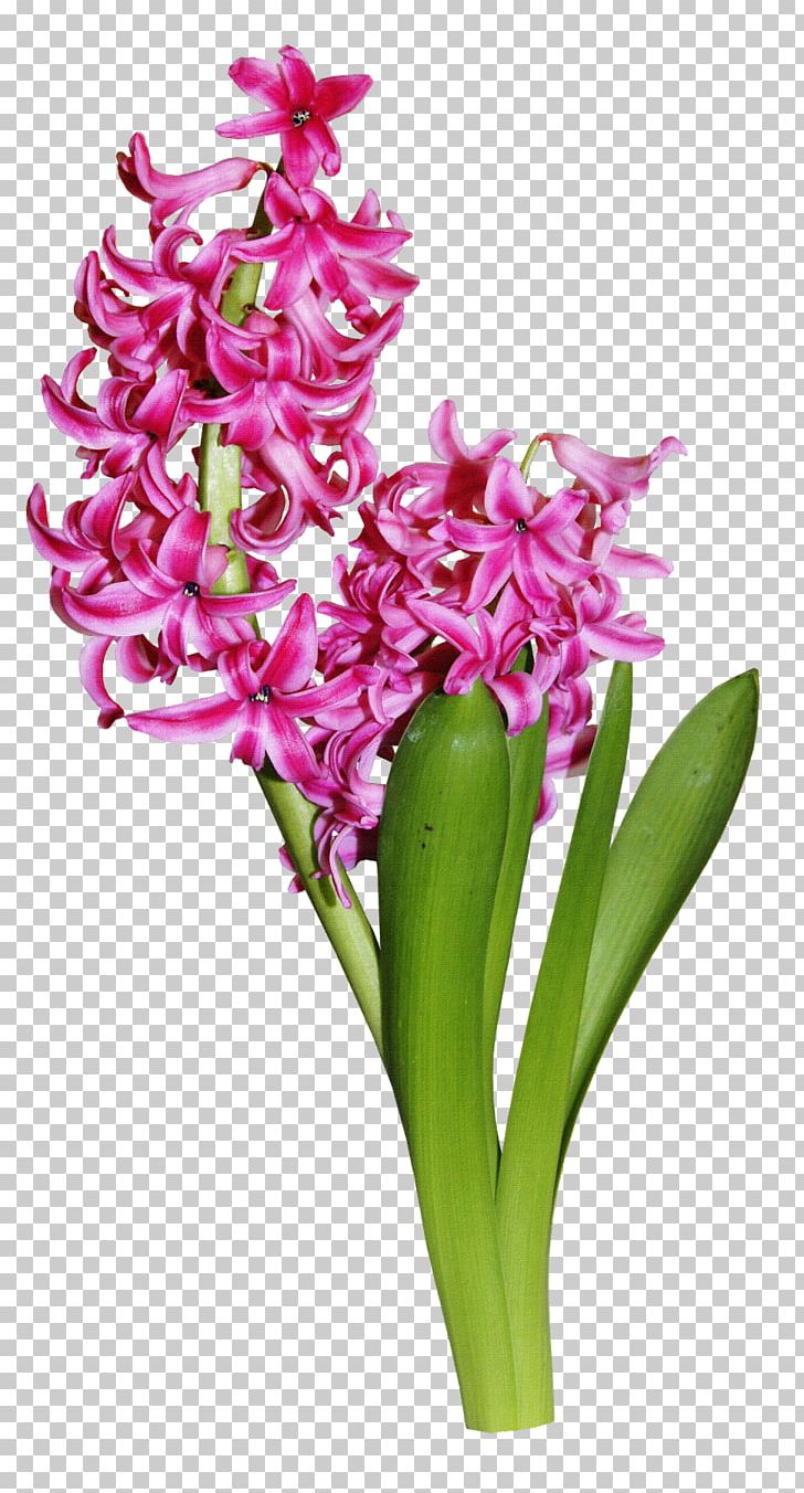 Hyacinth PNG, Clipart, Cut Flowers, Drawing, Floral Design, Floristry, Flower Free PNG Download