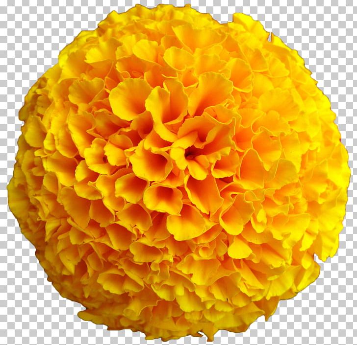 Mexican Marigold Flower Yellow Seed Calendula Officinalis PNG, Clipart, Annual Plant, Calendula, Chrysanthemum, Chrysanths, Color Free PNG Download