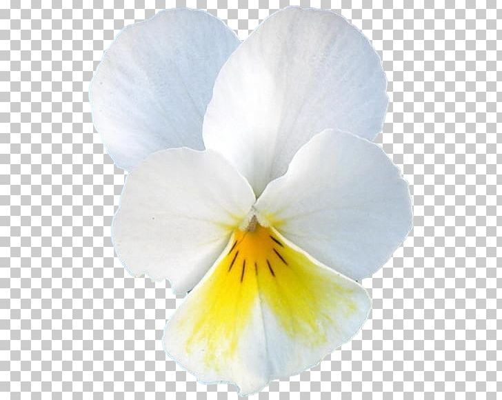 Pansy Petal PNG, Clipart, Fine, Flower, Flowering Plant, Miscellaneous, Others Free PNG Download