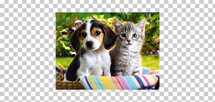 Puppy Kitten Cat Pet Golden Retriever PNG, Clipart, Animals, Carnivoran, Cat Like Mammal, Companion Dog, Cuteness Free PNG Download