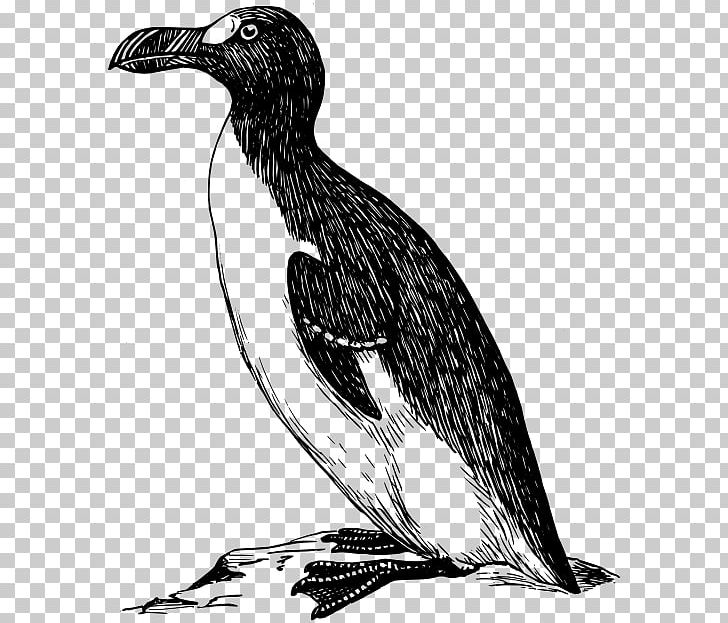 Great Auk PNG, Clipart, Auk, Beak, Bird, Black And White, Computer Icons Free PNG Download