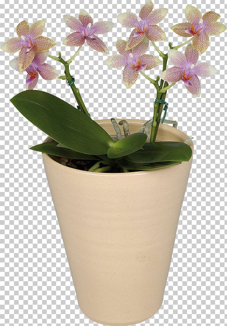 Moth Orchids Flower Houseplant PNG, Clipart, Achimenes, Blossom, Dendrobium, Floriculture, Flower Free PNG Download