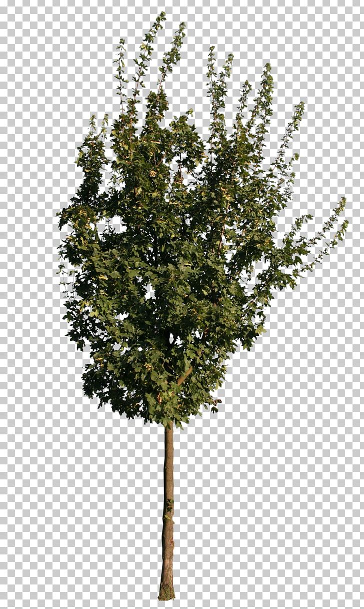 Twig European Ash Tree Oak Sugar Maple PNG, Clipart, 3d Computer Graphics, 3d Modeling, Ash, Birch, Branch Free PNG Download