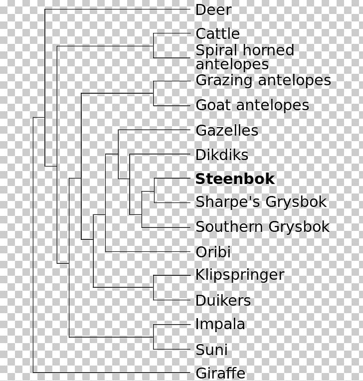 Antelope Okapi Steenbok Phylogenetic Tree Phylogenetics PNG, Clipart, Angle, Antelope, Area, Black And White, Bovid Free PNG Download