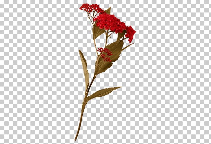Floral Design Leaf Vegetable Cut Flowers PNG, Clipart, Auglis, Branch, Cut Flowers, Flora, Floral Design Free PNG Download