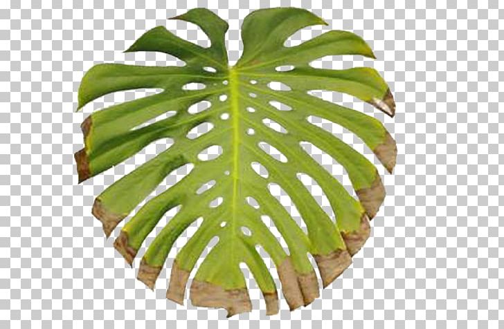 Leaf Flowerpot Tree PNG, Clipart, Flowerpot, Host, Leaf, Plant, Tree Free PNG Download