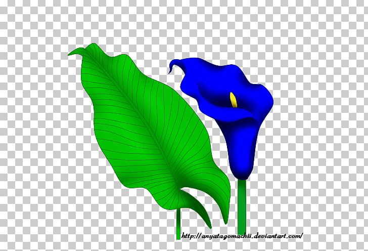 Petal Leaf Font PNG, Clipart, Calla Lily, Flower, Green, Leaf, Petal Free PNG Download