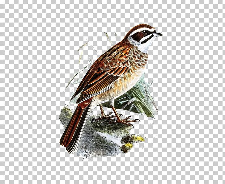 Bird-and-flower Painting Bird-and-flower Painting PNG, Clipart, Animals, Bird, Chinese Painting, Decorative, Digital Free PNG Download