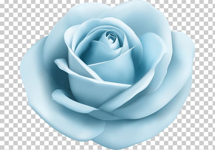 Blue Rose Centifolia Roses Garden Roses PNG, Clipart, Aqua Rose, Blue, Blue Rose, Centifolia Roses, Clip Art Free PNG Download