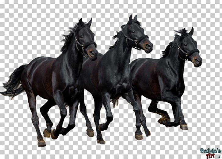 Stallion Curly Horse Black Desktop Bay PNG, Clipart, Animal, Bay, Black, Computer, Curly Horse Free PNG Download