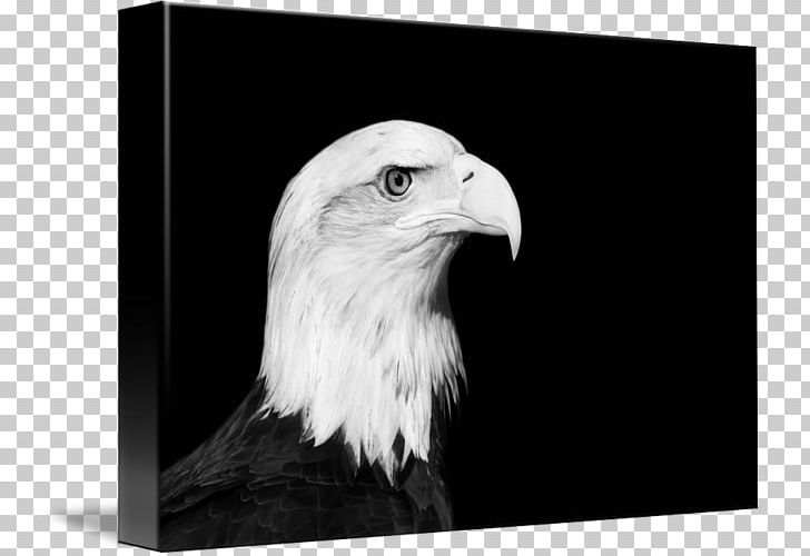 Bald Eagle Beak White PNG, Clipart, Accipitriformes, Animals, Bald Eagle, Beak, Bird Free PNG Download