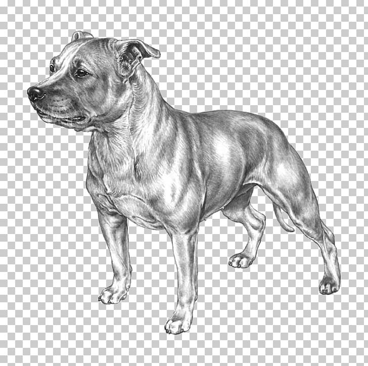 Dog Breed Staffordshire Bull Terrier American Staffordshire Terrier American Pit Bull Terrier PNG, Clipart, American Pit Bull Terrier, American Staffordshire Terrier, Black And White, Breed Standard, Bulldog Free PNG Download