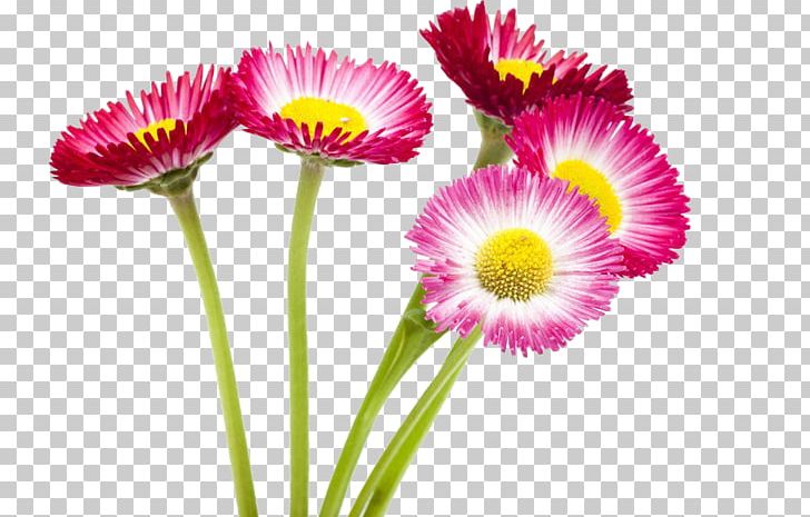 Flower Lent PNG, Clipart, Annual Plant, Arnica, Chrysanthemum, Chrysanthemum Chrysanthemum, Chrysanths Free PNG Download
