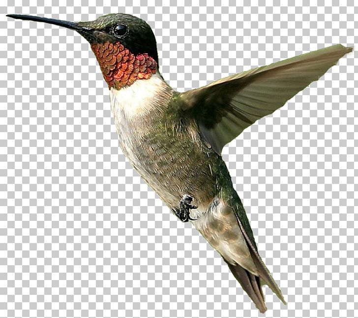 Hummingbird PNG, Clipart, Animals, Beak, Bee Hummingbird, Bird, Bird Png Free PNG Download