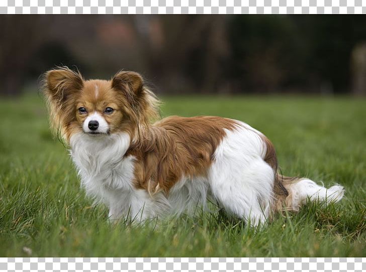 Kooikerhondje Kromfohrländer Phalène Border Collie Welsh Sheepdog PNG, Clipart, Australian Shepherd, B 10, Border Collie, Breed, Carnivoran Free PNG Download