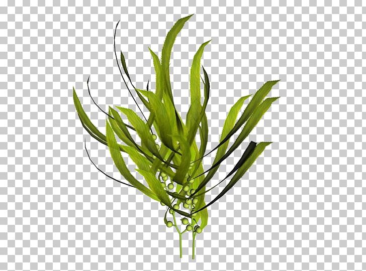 Macrocystis Pyrifera Kelp Seaweed Mineral PNG, Clipart, Algae, Background Green, Bath, Computer Wallpaper, Creatures Free PNG Download