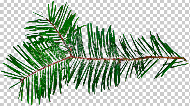 Shortleaf Black Spruce Columbian Spruce Balsam Fir Yellow Fir Tree PNG, Clipart, American Larch, Balsam Fir, Branch, Canadian Fir, Colorado Spruce Free PNG Download