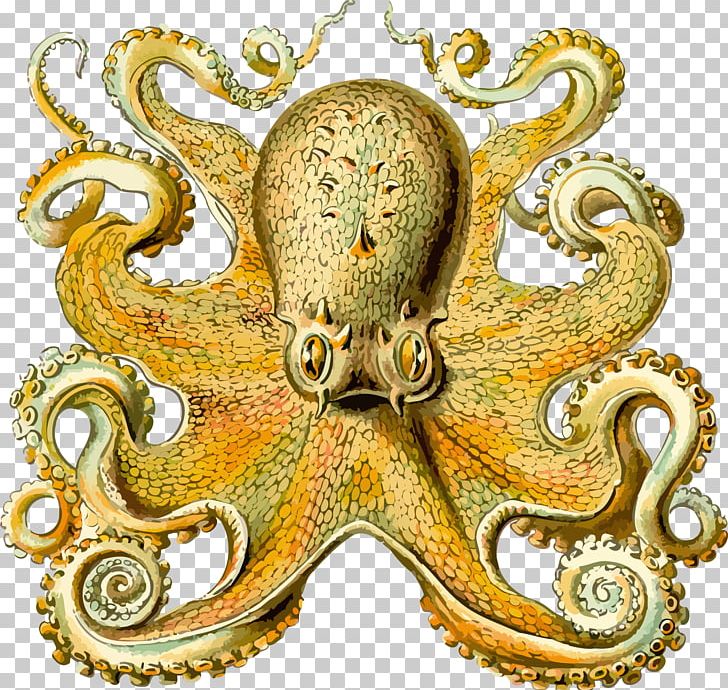 Art Forms In Nature Octopus Squid Orchidae Cephalopod PNG, Clipart, Art Forms In Nature, Biological Illustration, Biologist, Cephalopod, Ceramic Free PNG Download