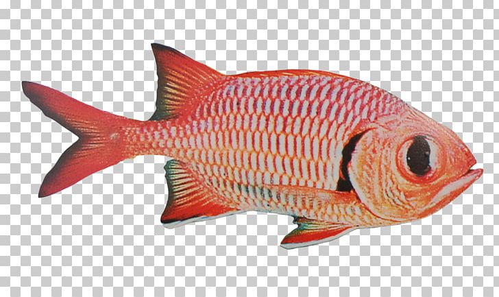 Fish Products Northern Red Snapper Seafood Fishing PNG, Clipart, Animal, Animal Figure, Animals, Animal Source Foods, Coral Reef Fish Free PNG Download
