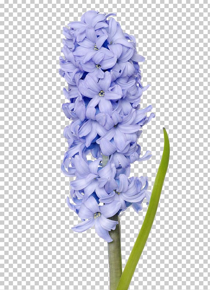 Hyacinth PNG, Clipart, Blue, Clip Art, Cut Flowers, Floral Design, Flower Free PNG Download