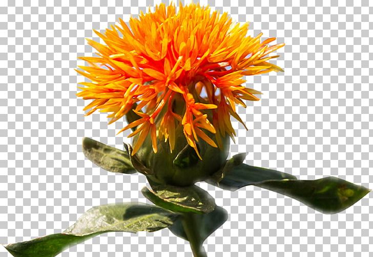 Safflower Bioceres S.A. Crop Annual Plant Pharming PNG, Clipart, Agriculture, Annual Plant, Biotechnology, Blanket Flowers, Crop Free PNG Download