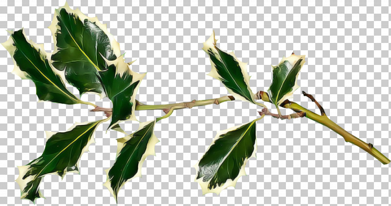 Holly Christmas PNG, Clipart, Branch, Christmas, Flower, Holly, Leaf Free PNG Download