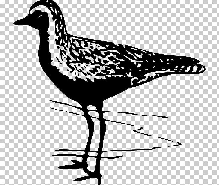 Bird Pacific Golden Plover American Golden Plover PNG, Clipart, American Golden Plover, Arctic Tern, Artwork, Beak, Bird Free PNG Download