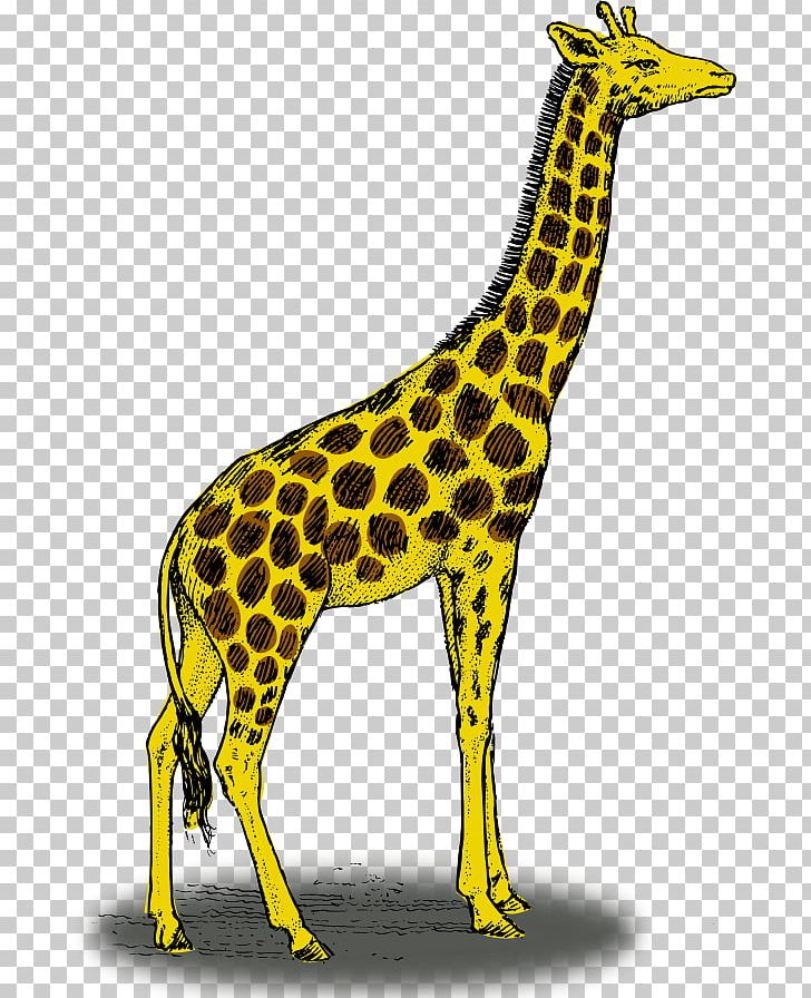 Giraffe Color Drawing PNG, Clipart, Animal Figure, Cdr, Color, Colored Pencil, Drawing Free PNG Download