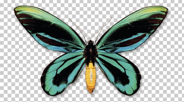 Butterfly New Guinea Queen Alexandra's Birdwing Insect PNG, Clipart, Butterfly, Insect Queen, New Guinea Free PNG Download