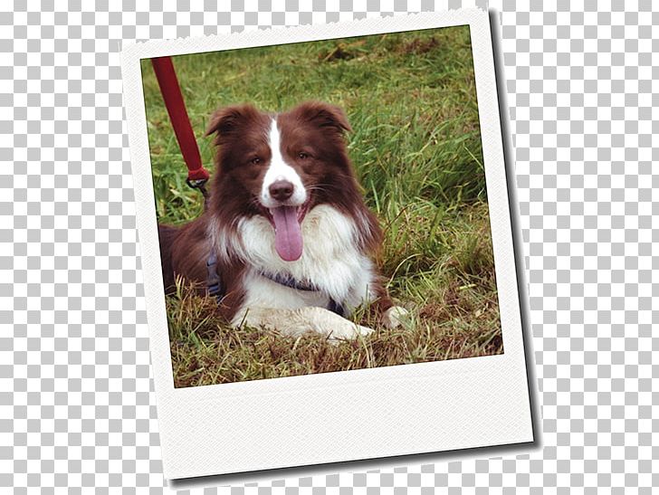 Dog Breed Border Collie Australian Shepherd Rough Collie Companion Dog PNG, Clipart, Australian Shepherd, Border Collie, Breed, Carnivoran, Companion Dog Free PNG Download