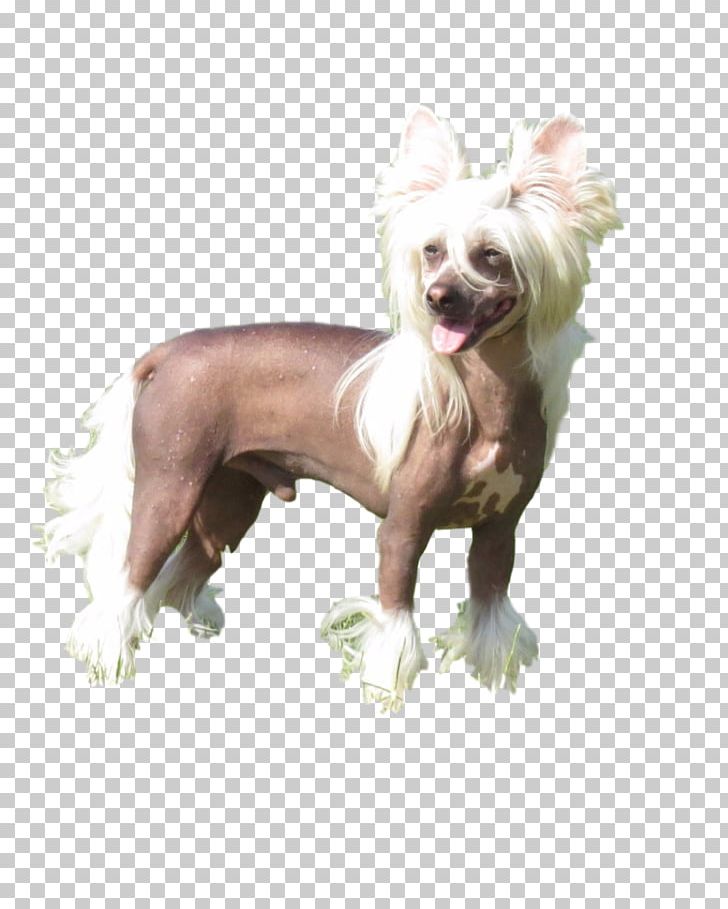Dog Breed Chinese Crested Dog Companion Dog Snout PNG, Clipart, Alone, Breed, Carnivoran, Chinese Crested, Chinese Crested Dog Free PNG Download