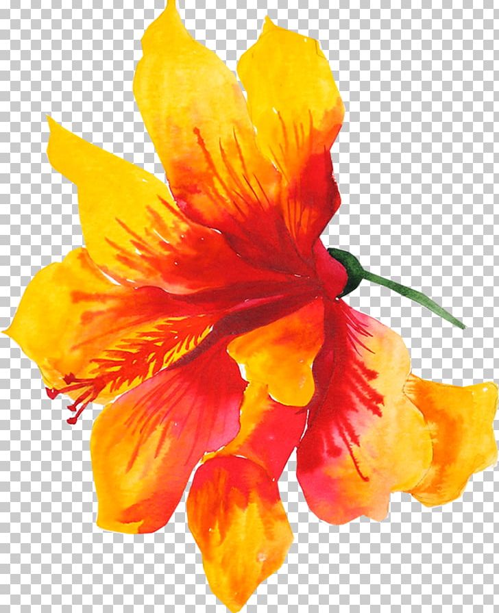 Flower Yellow Watercolor Painting Drawing PNG, Clipart, Aloha, Alstroemeriaceae, Canna Family, Canna Lily, Cattleya Free PNG Download