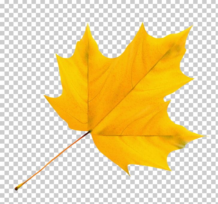 Maple Leaf Stock Photography Yellow PNG, Clipart, Desktop Wallpaper, Grey, Leaf, Maple, Maple Leaf Free PNG Download