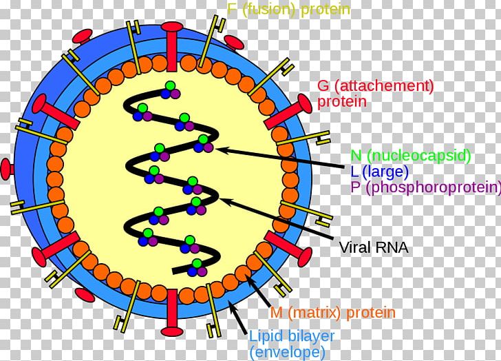Nipah Virus Infection Hendra Virus Host PNG, Clipart, Area, Circle, Diagram, Disease, Emerging Infectious Disease Free PNG Download