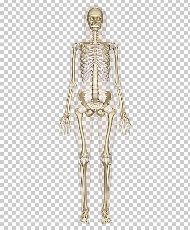 The Skeletal System Human Skeleton Human Body Bone Anatomy PNG, Clipart, Anatomy, Arm, Bone, Costume Design, Fashion Design Free PNG Download