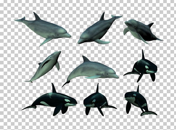 Tucuxi Dolphin Killer Whale PNG, Clipart, Animal, Animals, Animation, Blue Whale, Cartoon Dolphin Free PNG Download