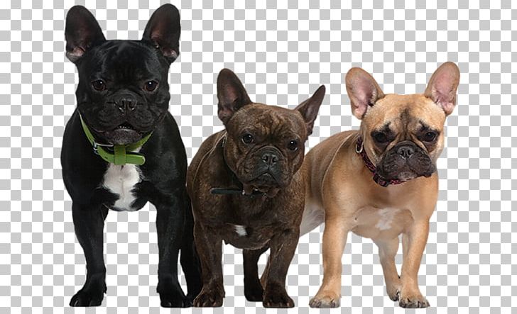 Dogs PNG, Clipart, Dogs Free PNG Download